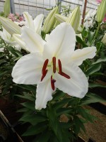 [4321 White Balloons GA No02.JPG]